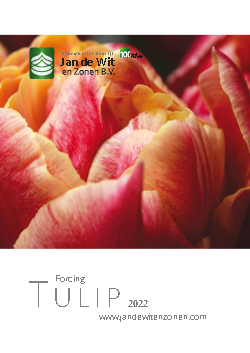 Tulip Forcing 2022